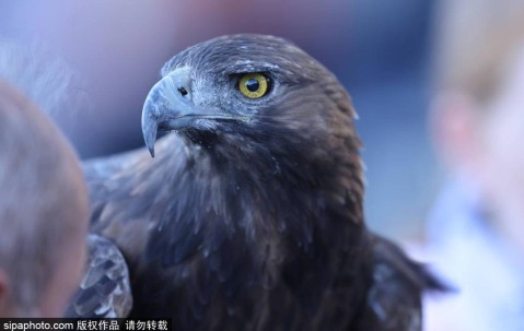 皇家马德里女足迎战法兰克福：晋级欧冠的关键时刻